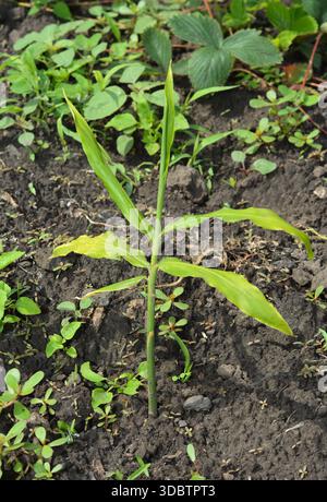 Giovani piante di zenzero coltivate nel terreno Zingiber Officinale Sprout in Giardino Foto Stock