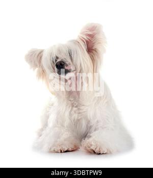 Il cane Crested cinese Powderpuff davanti a sfondo bianco Foto Stock