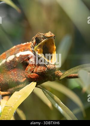 Yawning Panther Chameleon on Branch - Ritratto della fauna selvatica da vicino Foto Stock