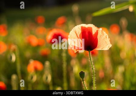 Papavero rosso retroilluminato nel prato illuminato dal sole - primo piano di un singolo papavero in fiore Foto Stock