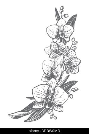 Orchidea vettoriale. Composizione di fiori, foglie e gemme di phalaenopsis. Disegno a inchiostro nero che imita l'incisione. Disegno al tratto di un fiore esotico. Bouquet di piante tropicali. Illustrazione Vettoriale