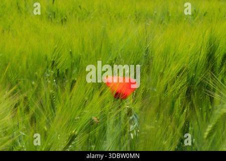 Singolo Red Poppy in Swaying Green Barley Field, primo piano su un prato morbido Foto Stock
