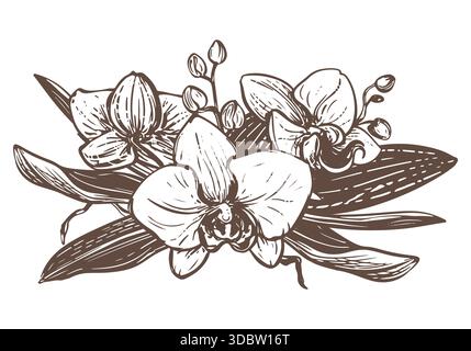 Orchidea vettoriale. Composizione di fiori, foglie e gemme di phalaenopsis. Disegno a inchiostro nero che imita l'incisione. Disegno al tratto di un fiore esotico. Bouquet di piante tropicali. Illustrazione Vettoriale
