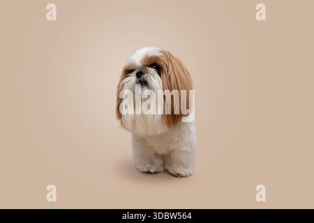 Ritratto in studio di un cane Shih Tzu in piedi e guardando verso l'alto su uno sfondo beige neutro. Immagine isolata per animali domestici adatta per pubblicità, brandin Foto Stock