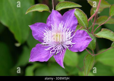 Clematis Crystal Fountain. Conosciuta anche come Clematis "Fairy Blue", la prima clematis viola a fiore grande con grandi centri di stami petaloidi Foto Stock