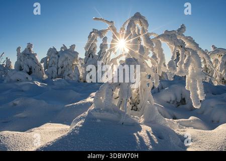 Vista dei rami carichi di neve che si avvicinano al sole radiante sotto un cielo limpido, creando un netto contrasto di bianchi ghiacciati e blu vibrante, Mala Fatra, Foto Stock