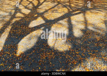 Splendida interazione di luci e ombre con sagome di rami d'albero poste su un sentiero di ghiaia cosparso di foglie gialle cadute. Catturato in caldo A. Foto Stock