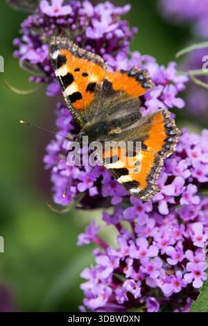 Piccola farfalla di tartaruga sul fiore del lilla estivo Foto Stock