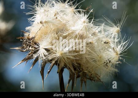 Testa di semi i semi di cardo vengono rilasciati dal fiore secco Foto Stock