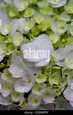 Mophead Hydrangea Flower Hydrangea macrophylla "Otaksa" Foto Stock