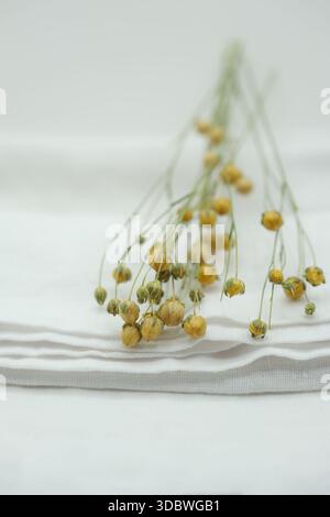 Le cialde di semi di lino dorati sono posizionate su un tovagliolo bianco. Biancheria sbiancata. Profondità di campo ridotta. Copia spazio. Foto Stock