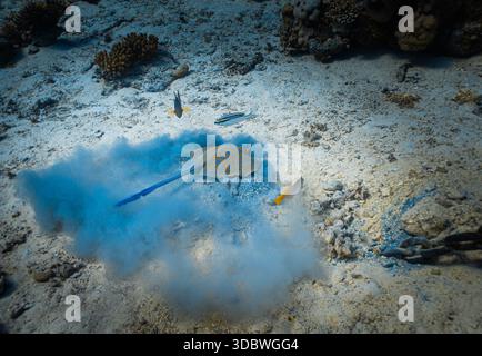 Una vista ravvicinata di una pastinaca dalle macchie blu che riposa sul fondo dell'oceano, circondata da sabbia e coralli. Il corpo di Stingray e l'atmosfera subacquea naturale Foto Stock