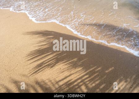L'ombra di una palma si estende attraverso la sabbia dorata di Anaho Beach, Nuku Hiva, Polinesia francese, creando un'atmosfera tropicale e serena Foto Stock