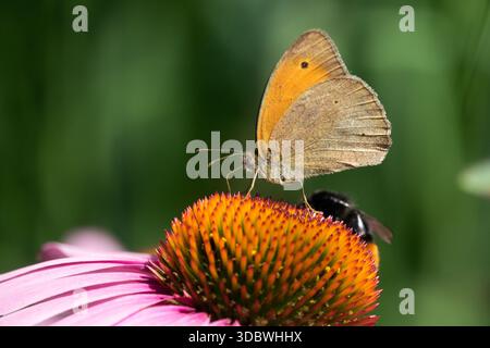 Meadow Brown Butterfly su Flower Maniola jurtina Foto Stock