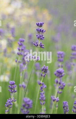 La lavanda inglese "Munstead" cresce in un letto di fiori estivo. Lavandula angustifolia 'Munstead'da vicino profondità bassa nel confine del giardino a giugno Foto Stock