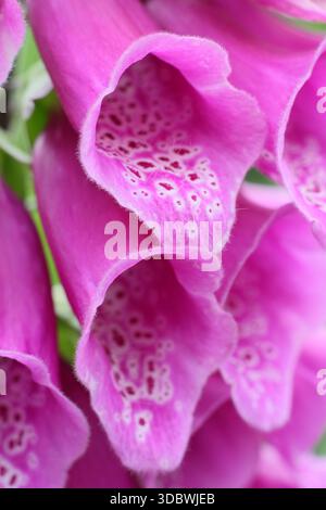 Foxglove (digitalis purpurea) primo piano. Primo piano della gola macchiata nei fiori tubulari rosa di un fiore di foxglove in estate. REGNO UNITO Foto Stock