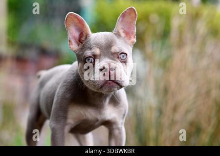 Giovane nuova ombra Isabella Orange Tan Bulldog francese con occhi azzurri molto chiari Foto Stock