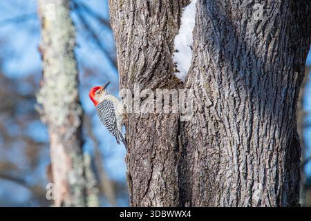 Il picchio dalla corona rossa siede su un albero Foto Stock