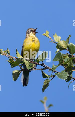 Schafstelze, Thunbergschafstelze, Thunberg-Schafstelze, Nordische Rasse, Nordische Schafstelze, Männchen, singend, Motacilla flava thunbergi, Motacill Foto Stock