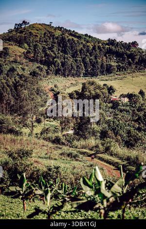 Vista del lussureggiante paesaggio verde con vibranti piante di banane in primo piano, che conduce a una collina coperta di alberi sotto un cielo blu, Kampala, regione centrale Foto Stock