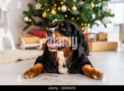 Cane da montagna bernese adagiato davanti all'albero di Natale Foto Stock