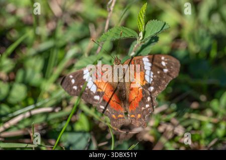 Una vista ravvicinata e ad angolo alto di una vibrante signora dipinta (Vanessa cardui) o simile farfalla Nymphalid, che riposa con le ali aperte su un piccolo g Foto Stock