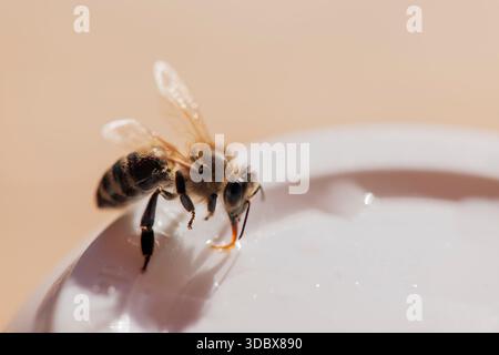 Vista ravvicinata di un'ape che beve acqua di zucchero sul bordo di una tazza su uno sfondo beige chiaro. Foto Stock