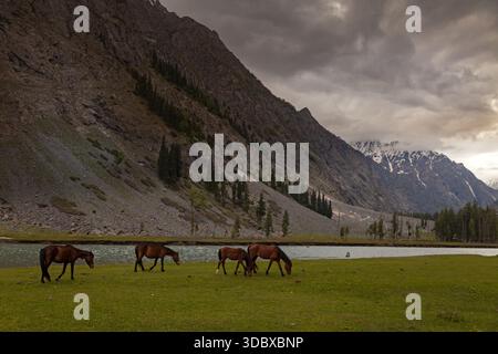 Vista dei cavalli pascolano pacificamente in un lussureggiante prato verde, incorniciato da torreggianti montagne rocciose sotto un cielo spettacolare, Kalam, Khyber Pakhtunkhwa, Pakistan. Foto Stock