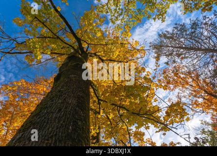 Vista a occhio nudo di un alto albero d'acero con foglie dorate vibranti in una foresta autunnale contro un cielo blu. Foto Stock