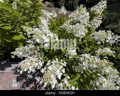 Hydrangea paniculata esibizioni di diamante rosa con ammassi di fiori conici in piena fioritura. Questo arbusto decorativo dona un tocco di colore bianco cremoso e lime Foto Stock