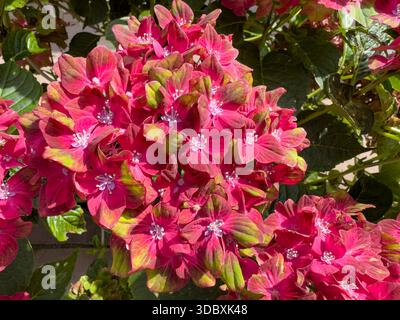 Un primo piano di ortensie mophead varietà Glam Rock in fiore con fiori bicolori in giardino in Inghilterra Foto Stock