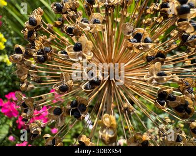 Un primo piano mostra una testa di semi di allium essiccati con semi neri maturi nella testa sferica Foto Stock
