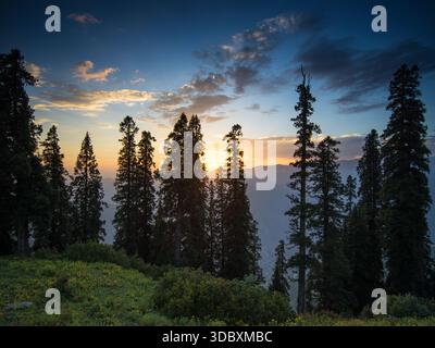 La vista di alti alberi dalla silhouette scura si erge maestosamente contro il vibrante cielo del tramonto, gettando lunghe ombre sull'erba verde, Sri Paye, Khyber Pakh Foto Stock