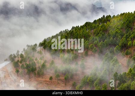 Vista di una lussureggiante foresta verde che sale su una collina, parzialmente velata da eterea nebbia bianca, creando una scena da sogno, Muzaffarabad, Azad Kashmir, Pakist Foto Stock