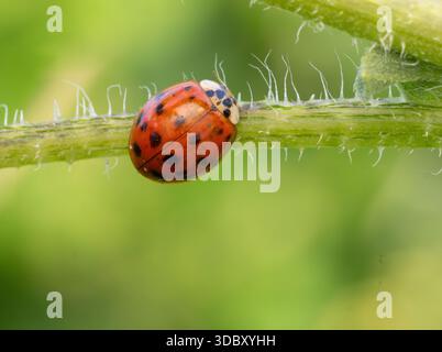 Primo piano di una Lady Beetle asiatica su un gambo verde. Fotografato a livello degli occhi con una profondità di campo bassa nella MD Anderson Prairie di Houston, Texas Foto Stock
