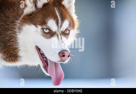 Ritratto di un Husky siberiano con gli occhi marroni in un paesaggio invernale innevato. Foto Stock
