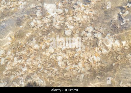 Primo piano di conchiglie e sabbia in acque poco profonde e limpide. Struttura naturale del fondale marino, fondo marino e modello costiero astratto, sardo, la Maddalena Foto Stock