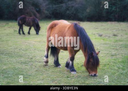 Un cavallo selvatico pascola su erba verde in un ambiente naturale all'aperto. Foto Stock