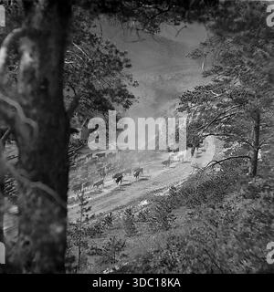 Bohorodychne, regione di Donetsk, regione di Sloviansk, RSS Ucraina, URSS, 1960 anni Una fotografia d'archivio d'atmosfera scattata da un'alta collina attraverso rami di pini. Una grande mandria di mucche viene guidata lungo una strada rurale polverosa nella valle. Il movimento degli animali solleva la polvere, illuminata dalla luce del sole. La scena cattura il tradizionale stile di vita agricolo e la bellezza naturale della campagna. Una vista nostalgica della natura e dell'agricoltura pacifica del Donbas. Foto Stock
