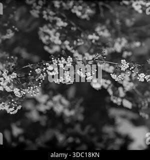 Bohorodychne, regione di Donetsk regione di Sloviansk, RSS Ucraina, URSS, 1960 Una fotografia d'archivio di primo piano artistica di un ramo fiorito in primavera. I piccoli fiori bianchi di un albero da frutto selvatico o di un biancospino vengono catturati con una profondità di campo bassa, creando un bellissimo effetto bokeh sullo sfondo. L'immagine si concentra sulla texture e sulla delicata bellezza della natura. Simbolo del rinnovamento primaverile e della flora panoramica del tranquillo Donbas. Foto Stock