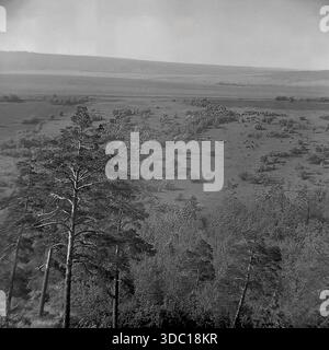 Bohorodychne, regione di Donetsk, regione di Sloviansk, RSS Ucraina, URSS, 1960 anni Una vista panoramica archivistica del paesaggio presa da un'alta collina. Alti pini sorgono in primo piano, incorniciando una vasta valle con un villaggio rurale e mandrie di pascolo in lontananza. L'immagine cattura la bellezza naturale, gli sforzi di rimboschimento sui pendii di gesso e la serena atmosfera della campagna. Una vista pittoresca della tranquilla natura del Donbas. Foto Stock