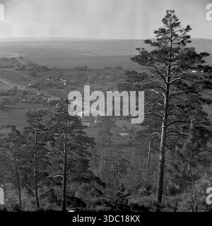 Bohorodychne, regione di Donetsk, regione di Sloviansk, RSS Ucraina, URSS, 1960 anni Una vista panoramica archivistica del paesaggio presa da un'alta collina. Alti pini sorgono in primo piano, incorniciando una vasta valle con un villaggio rurale e mandrie di pascolo in lontananza. L'immagine cattura la bellezza naturale, gli sforzi di rimboschimento sui pendii di gesso e la serena atmosfera della campagna. Una vista pittoresca della tranquilla natura del Donbas. Foto Stock