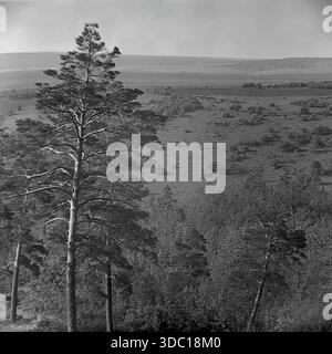 Bohorodychne, regione di Donetsk, regione di Sloviansk, RSS Ucraina, URSS, 1960 anni Una vista panoramica archivistica del paesaggio presa da un'alta collina. Alti pini sorgono in primo piano, incorniciando una vasta valle con un villaggio rurale e mandrie di pascolo in lontananza. L'immagine cattura la bellezza naturale, gli sforzi di rimboschimento sui pendii di gesso e la serena atmosfera della campagna. Una vista pittoresca della tranquilla natura del Donbas. Foto Stock