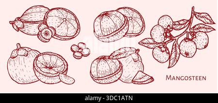 Set di illustrazioni per schizzi mangostani. Frutti tropicali, metà, fette, foglie, piante asiatiche vintage disegnate a mano. Set di mangostano con contorno rosso. Illustrazione Vettoriale