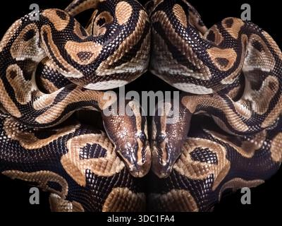 Questo pitone birmano è stato esposto in uno studio oscuro. Le riflessioni che ne derivano sono state molto soddisfacenti. Foto Stock
