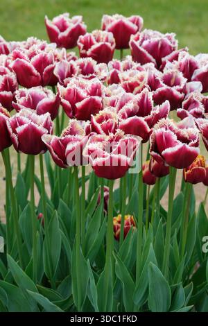 Tulipa Mercure, tulipani Mercure, verde scuro e rosso scuro, fiori a forma di tazza, bordi con frange gialle, Foto Stock