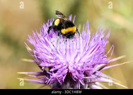 Macro di un soffice Bumblebee dalla coda di buff (Bombus terrestris) che raccoglie polline da un vivace fiore di cardo viola in un campo soleggiato. Foto Stock