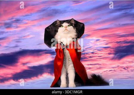 Ritratto di un gatto divertente in un mantello nero e rosso. Un affascinante gatto longhair bianco e nero in costume di Halloween contro il cielo del tramonto. Coca di Halloween Foto Stock
