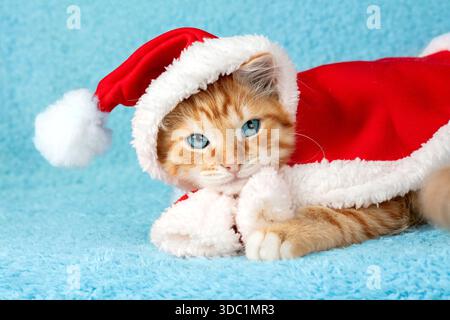 Un simpatico gattino di zenzero che indossa un mantello di Babbo Natale con un pompom giace su uno sfondo blu Foto Stock