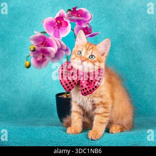 Un piccolo gattino di zenzero in un cravatta si trova accanto a un'orchidea su sfondo blu Foto Stock